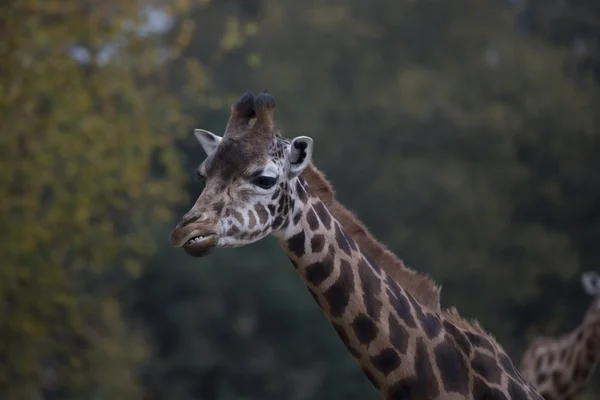 Giraffa (Giraffa camelopardalis ) — Foto Stock