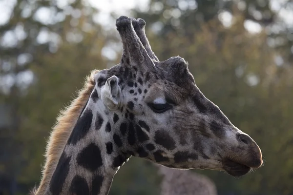 Jirafa (Giraffa camelopardalis ) —  Fotos de Stock