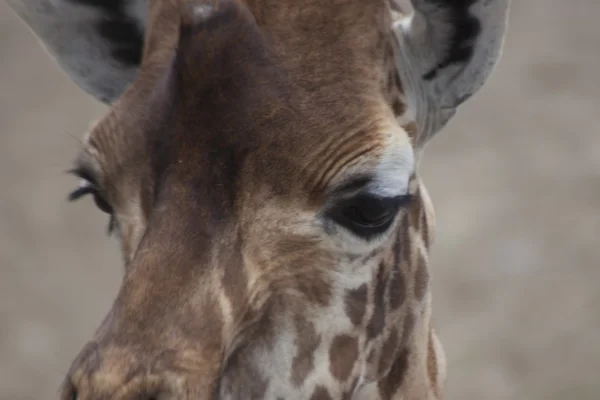 Giraffe (giraffa camelopardalis) — Stockfoto