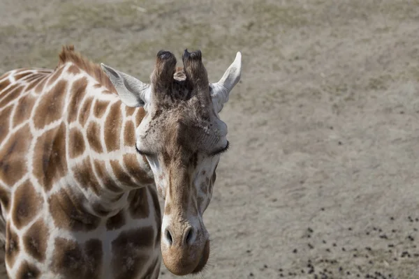 Giraffe (giraffa camelopardalis) — Stockfoto