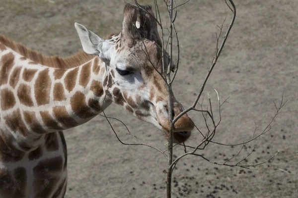 Giraffe (giraffa camelopardalis) — Stockfoto