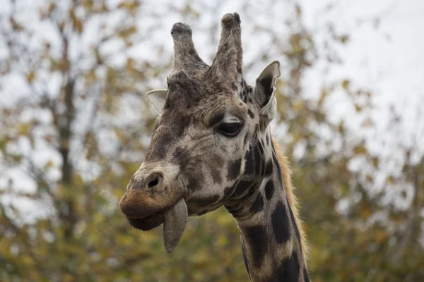 Giraffe (Giraffa camelopardalis) — Stock Photo, Image