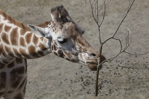 Zsiráf (giraffa camelopardalis) — Stock Fotó