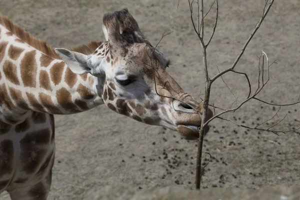 Zsiráf (giraffa camelopardalis) — Stock Fotó