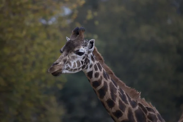 Girafa (Girafa camelopardalis ) — Fotografia de Stock