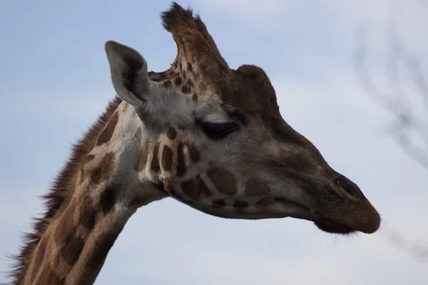 Jirafa (Giraffa camelopardalis ) —  Fotos de Stock