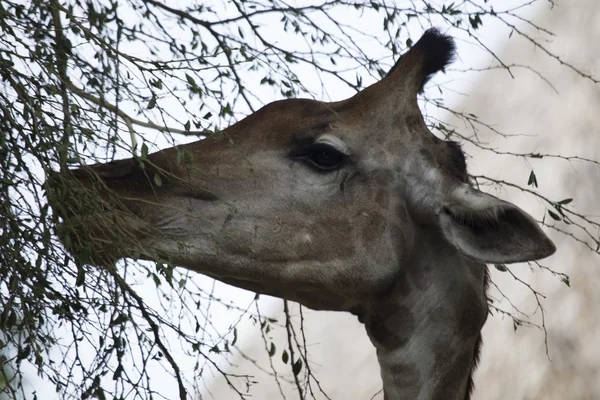 ஜிராஃப் (Giraffa camelopardalis) ) — ஸ்டாக் புகைப்படம்