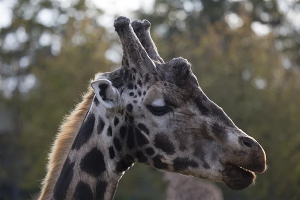 Giraffe (giraffa camelopardalis) — Stockfoto