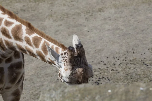 Giraffe (giraffa camelopardalis) — Stockfoto