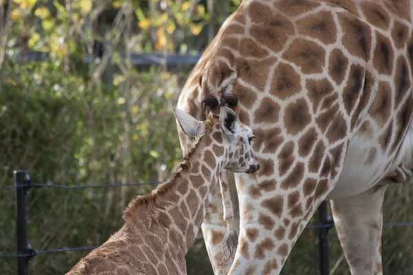 Giraffe (Giraffa camelopardalis) — Stock Photo, Image