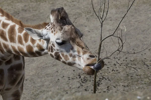 Girafa (Girafa camelopardalis ) — Fotografia de Stock