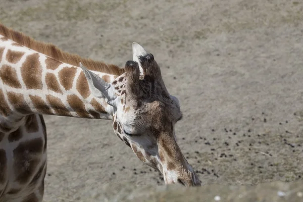 Jirafa (Giraffa camelopardalis ) —  Fotos de Stock