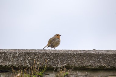 Robin kırmızı meme (Erithacus rubecula)