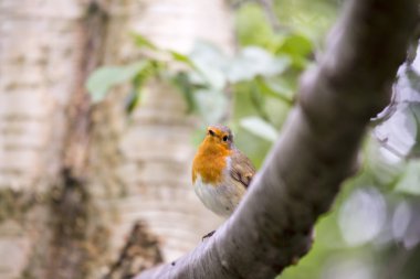Robin kırmızı meme (Erithacus rubecula)