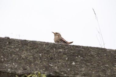 Wren Hanesi (troglodit aedon))