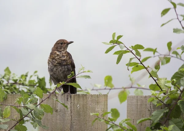 Pleśniawki wykazały (turdus viscivorus) — Zdjęcie stockowe