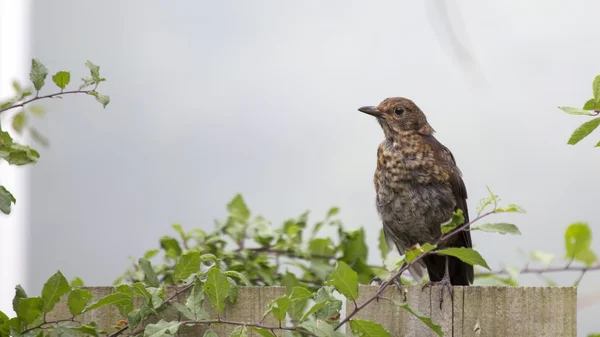 Misteldrossel (turdus viscivorus)) — Stockfoto