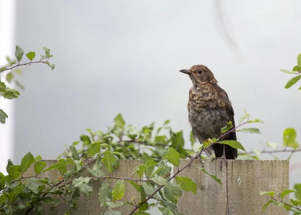 Dubbeltrast (turdus viscivorus) — Stockfoto