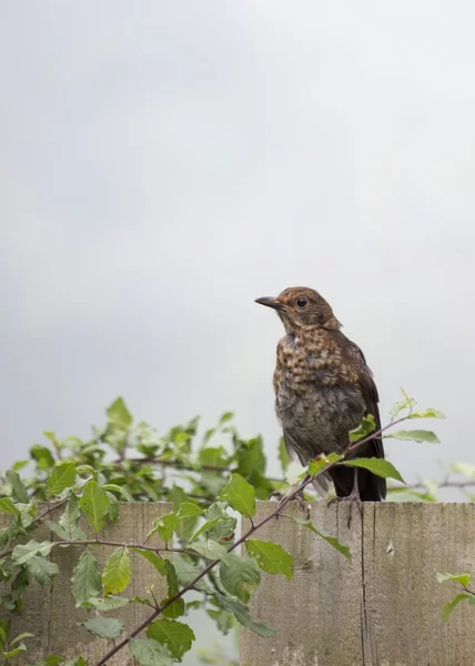 Дрізд-омелюх (turdus viscivorus) — стокове фото