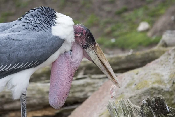 鹳鹳 (Leptoptilos crumenifer) — 图库照片