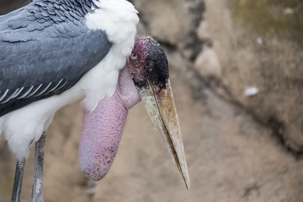 Marabou Stork (Leptoptilos crumenifer) ) — стоковое фото