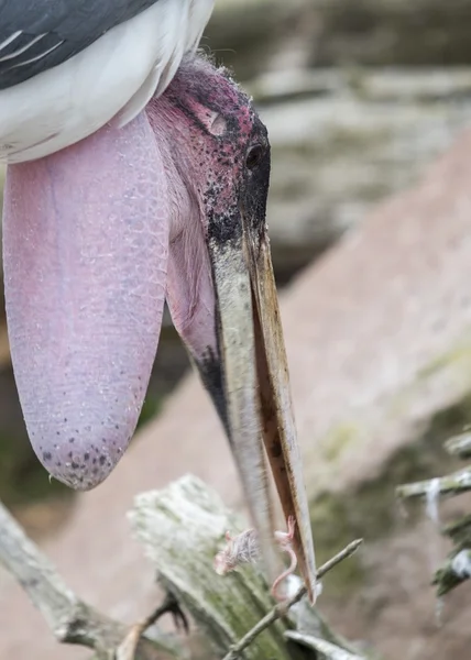 Cigüeña de Marabú (Leptoptilos crumenifer ) —  Fotos de Stock