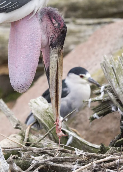 Marabou Stork (Leptoptilos crumenifer) ) — стоковое фото