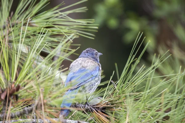 California Scrub Jay (afelocoma californica ) — Foto de Stock