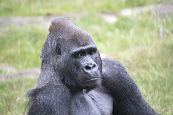 Gorila gorila lesní (Gorila gorila lesní) — Stock fotografie