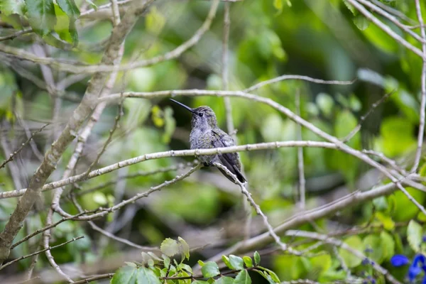 Allen 's Hummingbird (Selasphorus sasin ) — стоковое фото