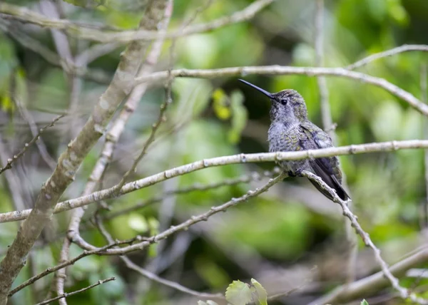 Allen-Kolibri (selasphorus sasin)) — Stockfoto