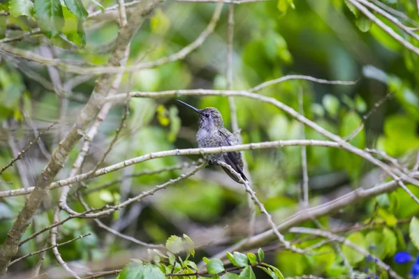 Allens kolibrie (Selasphorus sasin) — Stockfoto