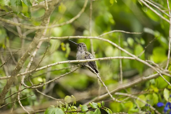 Allen's hummingbird (Selasphorus sasin) — Stock Photo, Image