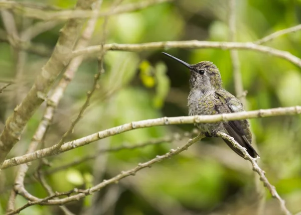 Allen 's Hummingbird (Selasphorus sasin ) — стоковое фото