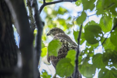 Kuzey Harrier (Sirk siyaneusu))