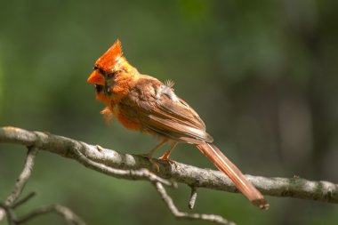 Kuzey Kardinali (kardinalis cardinalis)