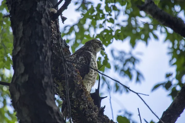 Harrier (sirkus cyaneus)) — kuvapankkivalokuva