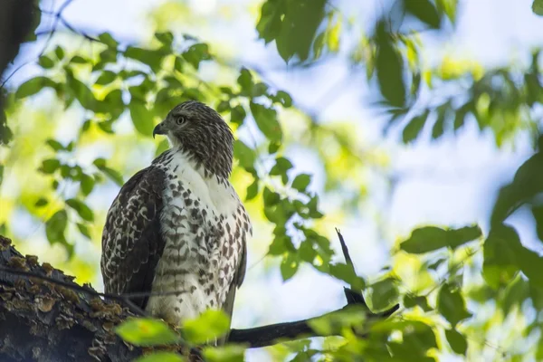 Harrier del Norte (circo cyaneus) —  Fotos de Stock