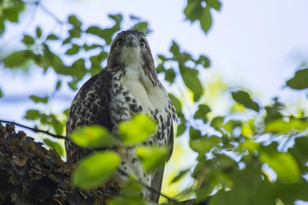 Harrier del Norte (circo cyaneus) — Foto de Stock