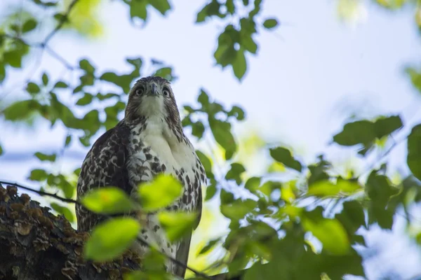 Harrier północny (cyrk cyjanowaty)) — Zdjęcie stockowe