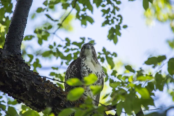 Harrier del Norte (circo cyaneus) —  Fotos de Stock