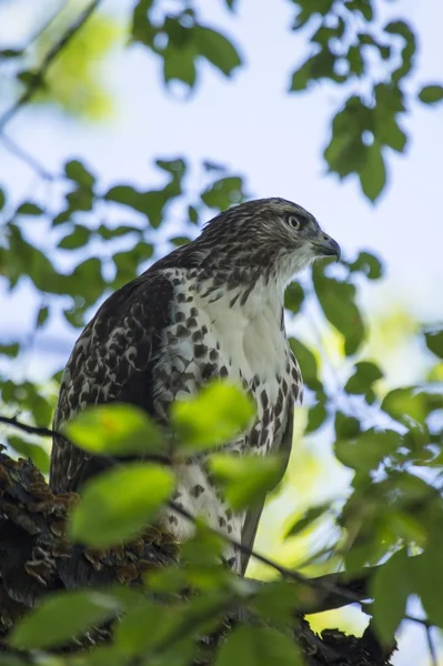 Northern Harrier (Circus cyaneus) — Stock Photo, Image