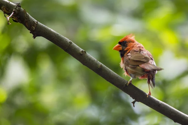 Northern Cardinal (Cardinalis cardinalis) — Stock Photo, Image