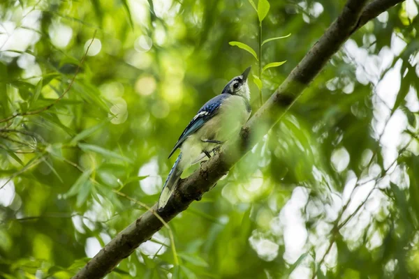 Blue Jay (Cyanocitta cristata) — Stock Photo, Image