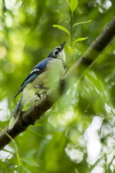 Blå Jay (cyanocitta cristata)) — Stockfoto