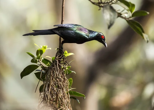 Estornino metálico (Aplonis metallica ) — Foto de Stock