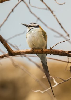 Beyaz boğazlı arı kuşugiller (arı kuşu albicollis)
