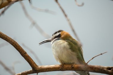 Beyaz boğazlı arı kuşugiller (arı kuşu albicollis)