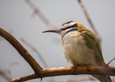 Beyaz boğazlı arı kuşugiller (arı kuşu albicollis)