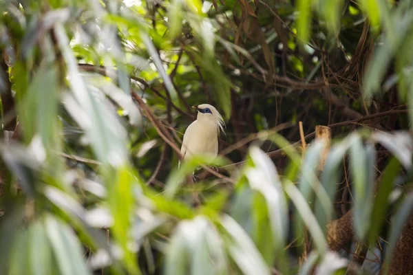 Bali Mynah (Leucopsar rothschildi) — Stock Photo, Image